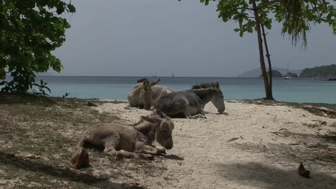 Sleepy donkeys on the beach 스톡 동영상 72571502