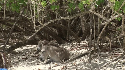 Sleepy donkeys on a beach Stock Footage 72572121