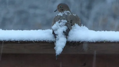 Sleepy Dove Resting As Fluffy Snow Builds Up Around It Stock Footage 243715822