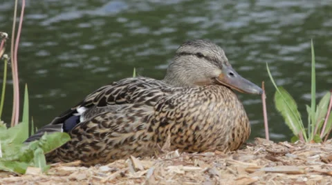 Sleepy duck Video stock 24614173