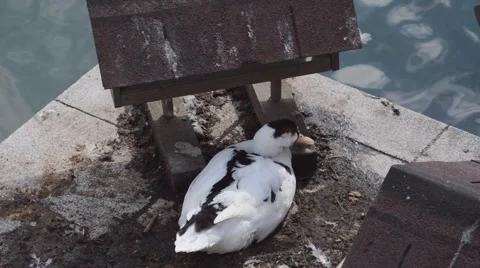 Sleepy Duck Vídeo Stock 48595736