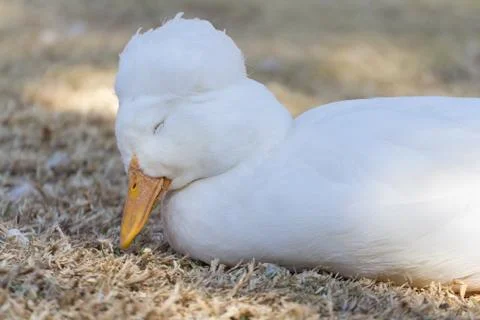 Sleepy duck Stock Photos