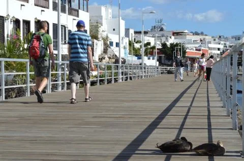 Sleepy Ducks on the dock Stock Photos