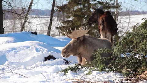 Sleepy Elk lying in Snow 库存影片 89975809