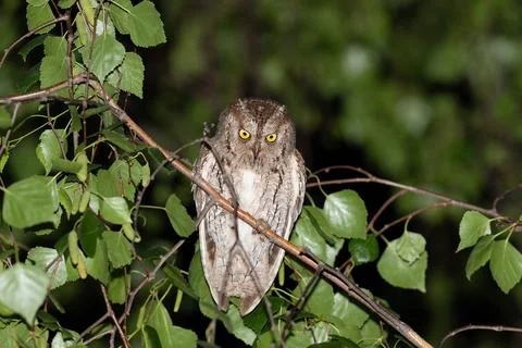 Sleepy Eurasian scops owl perched on a branch in a birch tree at night Stock Photos