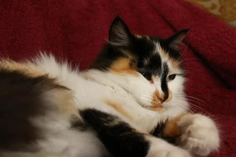 Sleepy fluffy cat lying on bed blanket Stock Photos