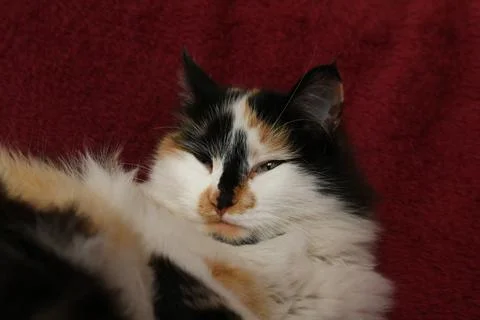 Sleepy fluffy cat lying on bed blanket Foto stock