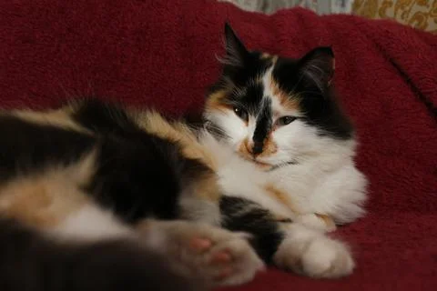 Sleepy fluffy cat lying on bed blanket Foto stock
