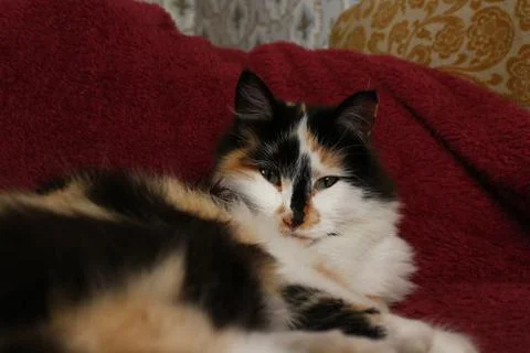 Sleepy fluffy cat lying on bed blanket Stock Photos