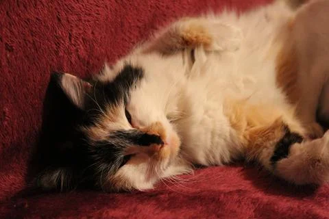 Sleepy fluffy cat lying on bed blanket Foto stock