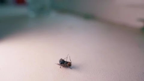 Sleepy fly tries to roll upside down. A housefly waves its paws close-up on a Stock Footage 214171622