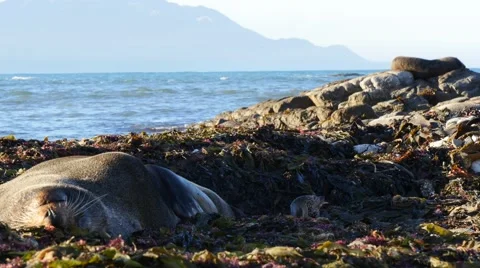Sleepy Fur Seals Getting Comfy Video stock 50258853