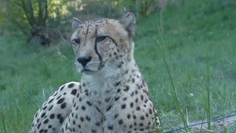Sleepy gepard Stock Footage 123442206