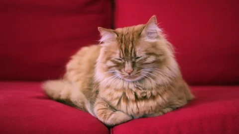 Sleepy ginger cat Stock Footage 74399228