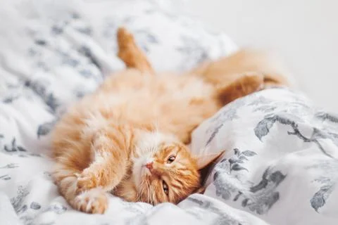 Sleepy ginger cat is lying in bed. Fluffy pet on linen in bedroom lit with su Stock Photos