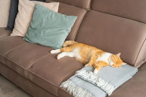 Sleepy ginger cat lying on couch. Bright living room interior. Stock-Fotos