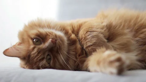 Sleepy Ginger Cat Lying on Sofa And Straight Looking At Camera Stock-Footage 96238449