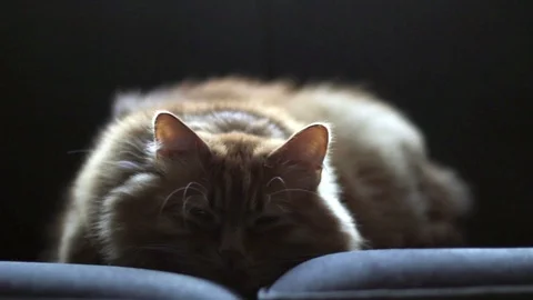 Sleepy Ginger Cat Resting on Couch in Mystic Atmosphere Stock Footage 96241943