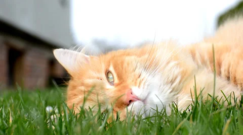 Sleepy ginger cat resting Stock Footage 36890643