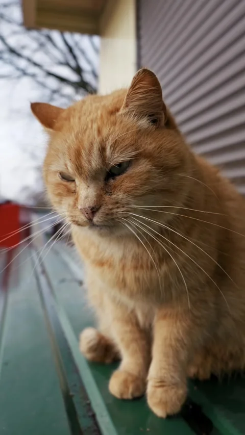 Sleepy Ginger Cat Sits on a Green Metal Awning on a Cloudy Day Stock Footage 330274856