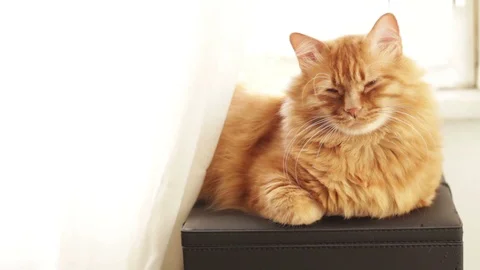 Sleepy Ginger Cat Straight Looking At Camera 스톡 동영상 96237138