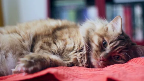 Sleepy Ginger Cat Straight Looking At Camera Stock Footage 98973476
