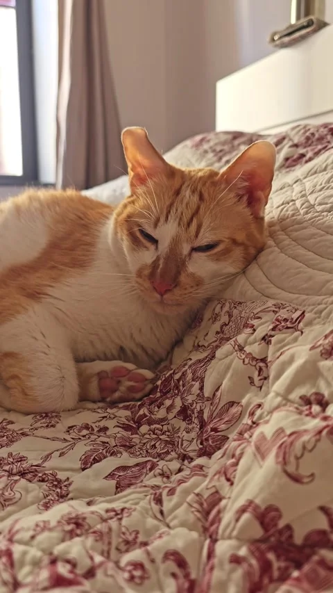 Sleepy Ginger Cat Waking on Bed Stock Footage 345558213