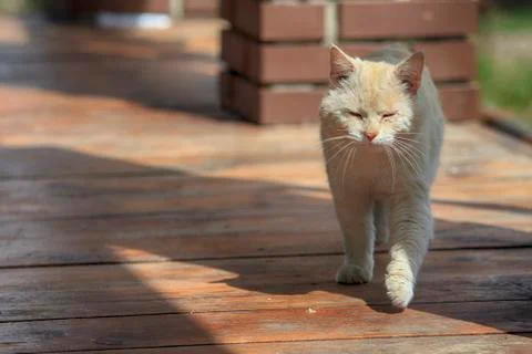 Sleepy Ginger Cat Walks Stockfoto's