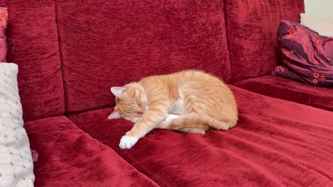 Sleepy Ginger Tabby Cat Napping on Red Sofa Video stock 345121108