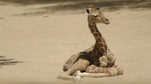 Sleepy giraffe 1 Video stock 25501864