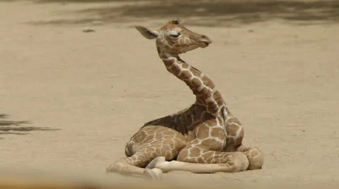 Sleepy giraffe 3 Stock Footage 25502643