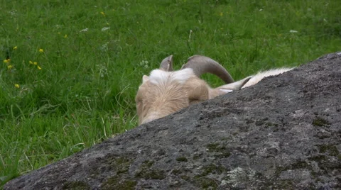 Sleepy goat Stock Footage 1002613