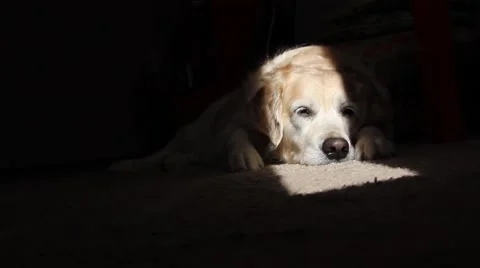 Sleepy golden retriever lying on the carpet in sunlight rays and blinking Stock Footage