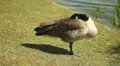 Sleepy goose. HD Footage