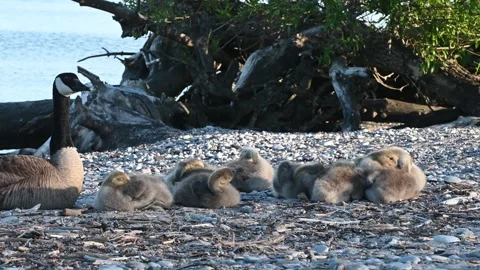 Sleepy Goslings-0002 Video stock 276586822