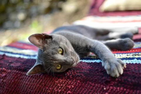 Sleepy gray cat Stock Photos