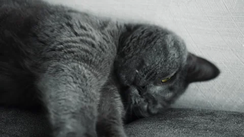 Sleepy Gray Cat Yawning While Resting on Sofa at Home Stockbeeldmateriaal 345292813