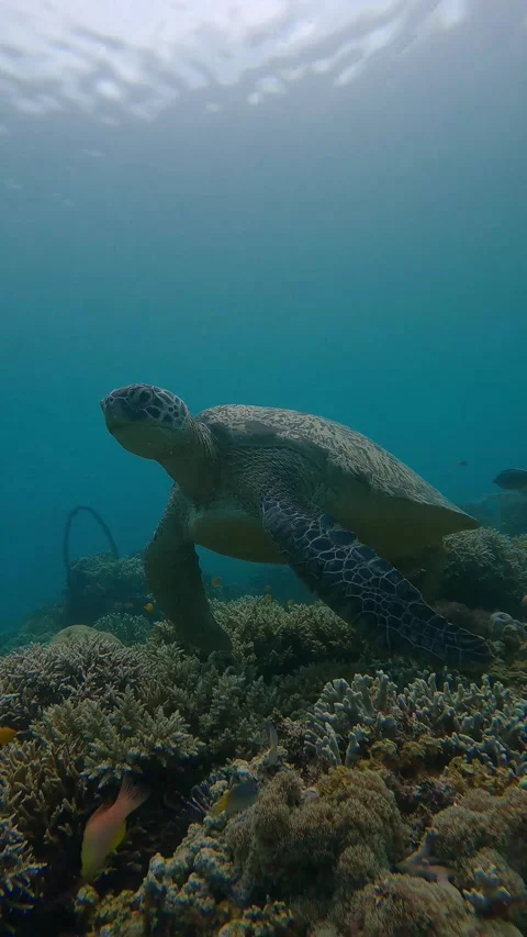 Sleepy green sea turtle resting among the dense colorful coral Stock Footage 343426879