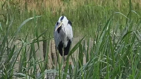 Sleepy Grey Heron Tucking Its Head Into Feathers on a Rock Видео 341801032