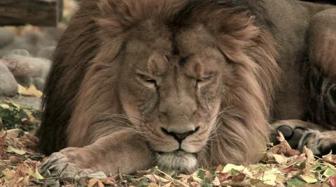Sleepy head and mighty paws of golden lion close up on autumn background. Stock Footage 46572289