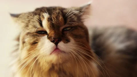 Sleepy head cat sitting and relaxing, slow motion video Stock Footage 292646026