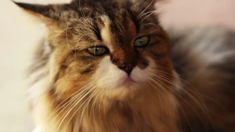 Sleepy head cat sitting and relaxing, slow motion video Stock Footage 292646037