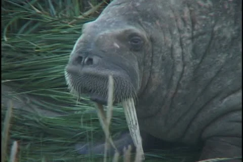 Sleepy head walk by Stock Footage 11110012