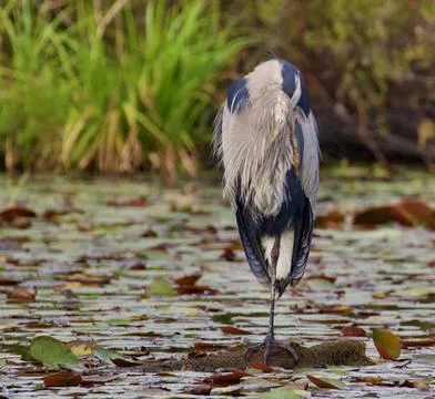 Sleepy heron 库存照片