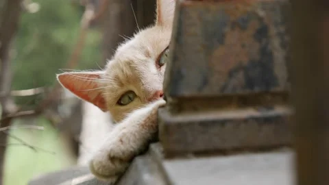 Sleepy homeless cat looking at the camera. Concept of stray animals Stock Footage 163528529
