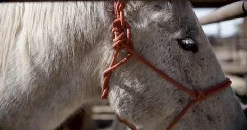 Sleepy horse 스톡 동영상 102593548