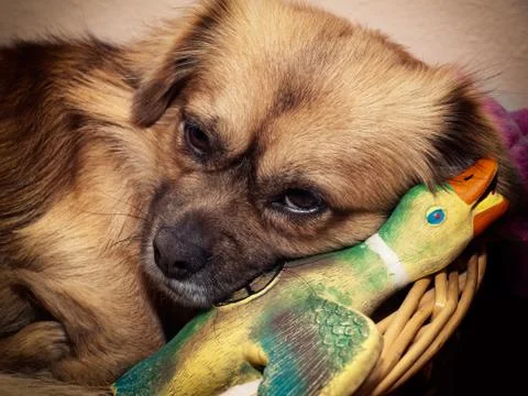 Sleepy hunter Stock Photos