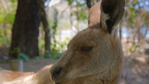 Sleepy Kangaroo laying down relaxing close up Stock Footage 112317094