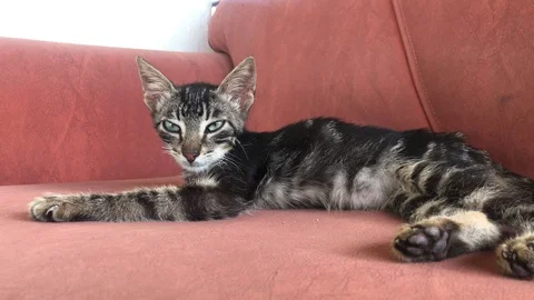 SLEEPY KITTEN 2 Video stock 112574923