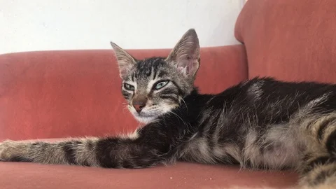 SLEEPY KITTEN 3 Video stock 112574928